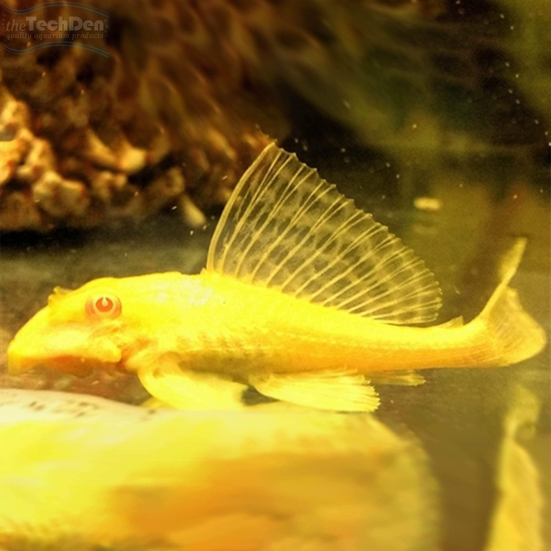 Albino Sailfin Pleco – Gibbiceps Catfish (No Online Purchases)