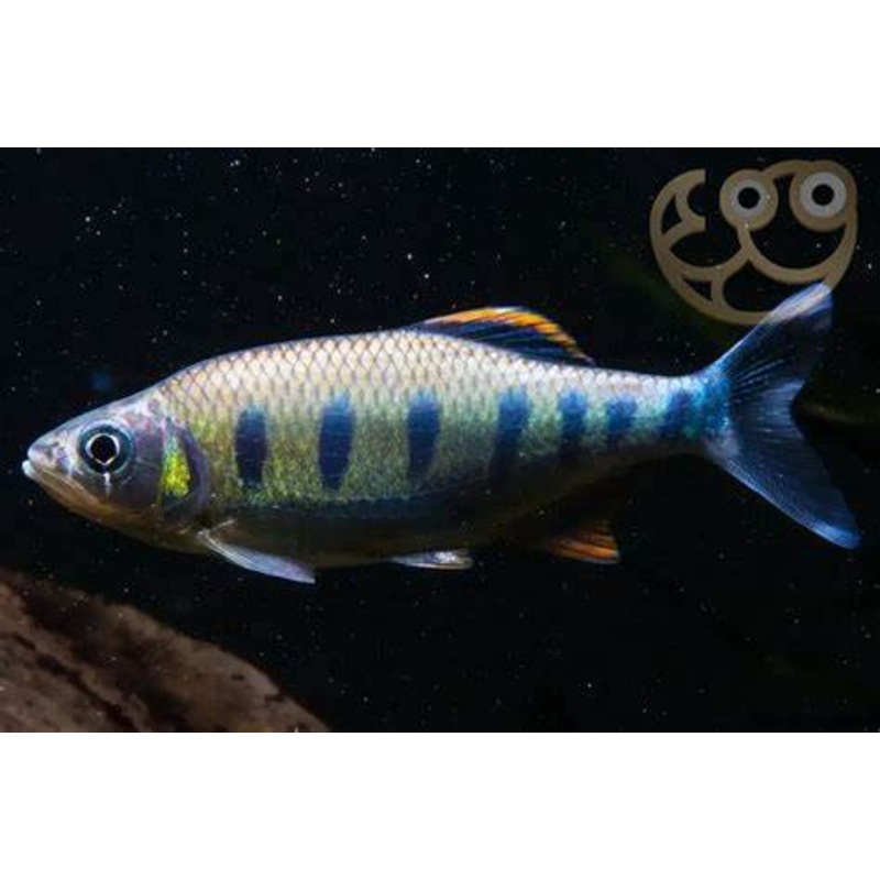 Blue Spotted Hill Trout