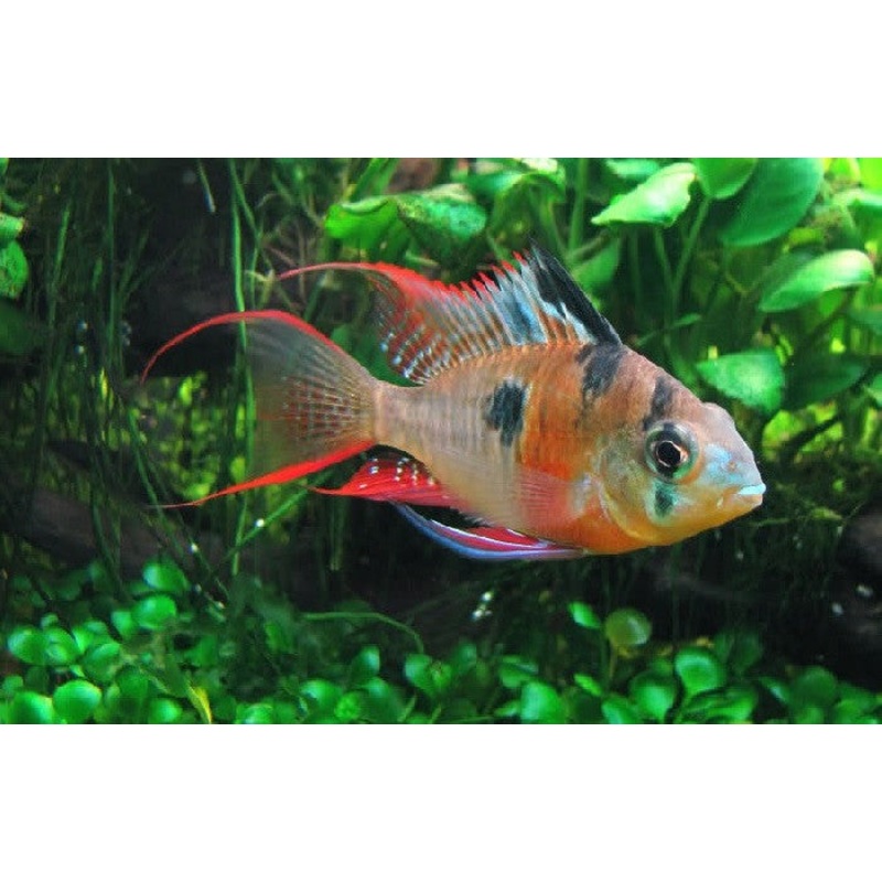 Bolivian Ram “Mikrogeophagus altispinosus”- Med