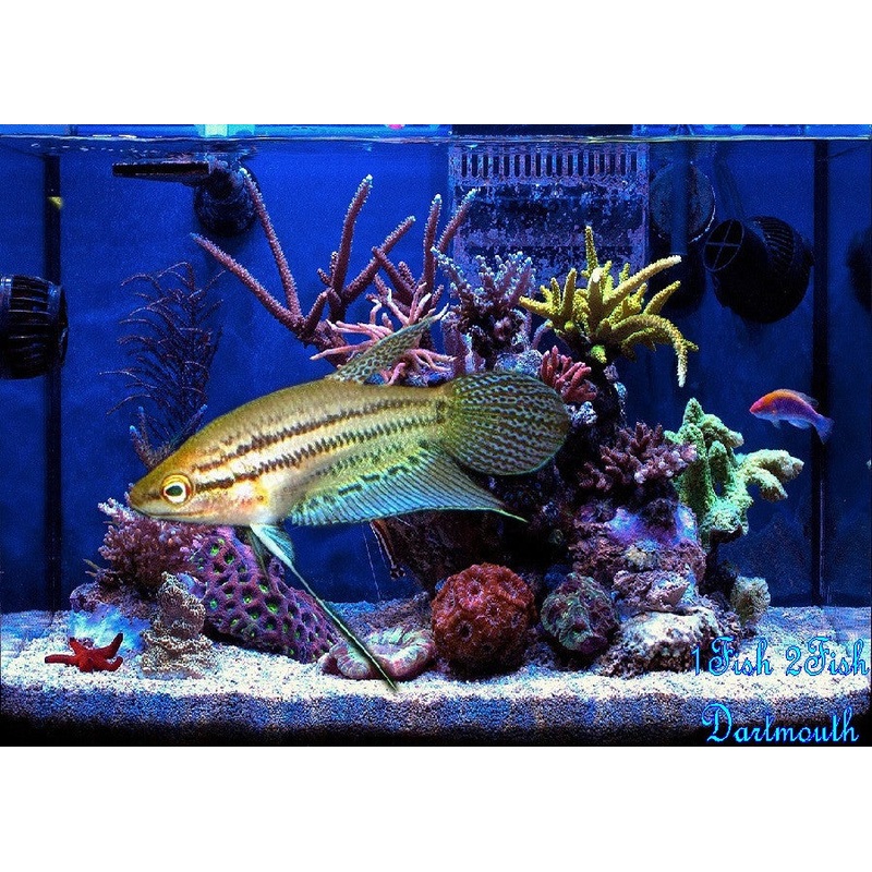 Croaking Gourami “Trichopsis vittata”