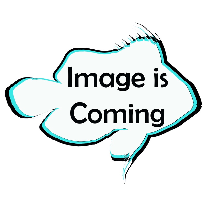 Five Banded Barb – (No Online Purchases)