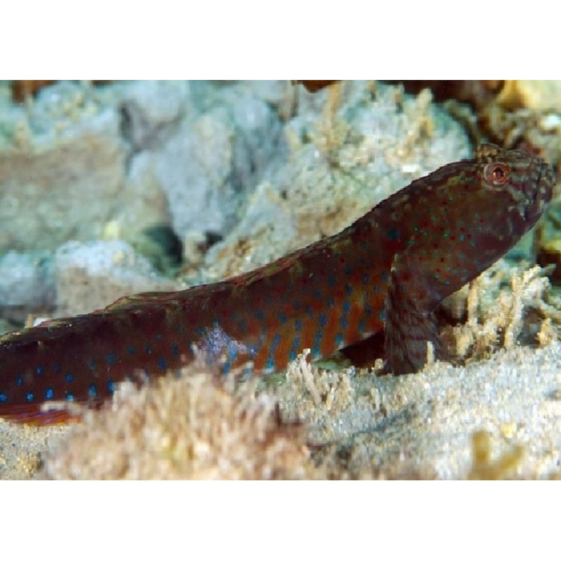 Crested Oyster Goby “Cryptocentroides gobiodes”