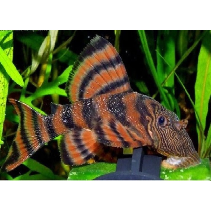 L397 – Alenquer Pleco “Panaqolus sp. “Alenquer”