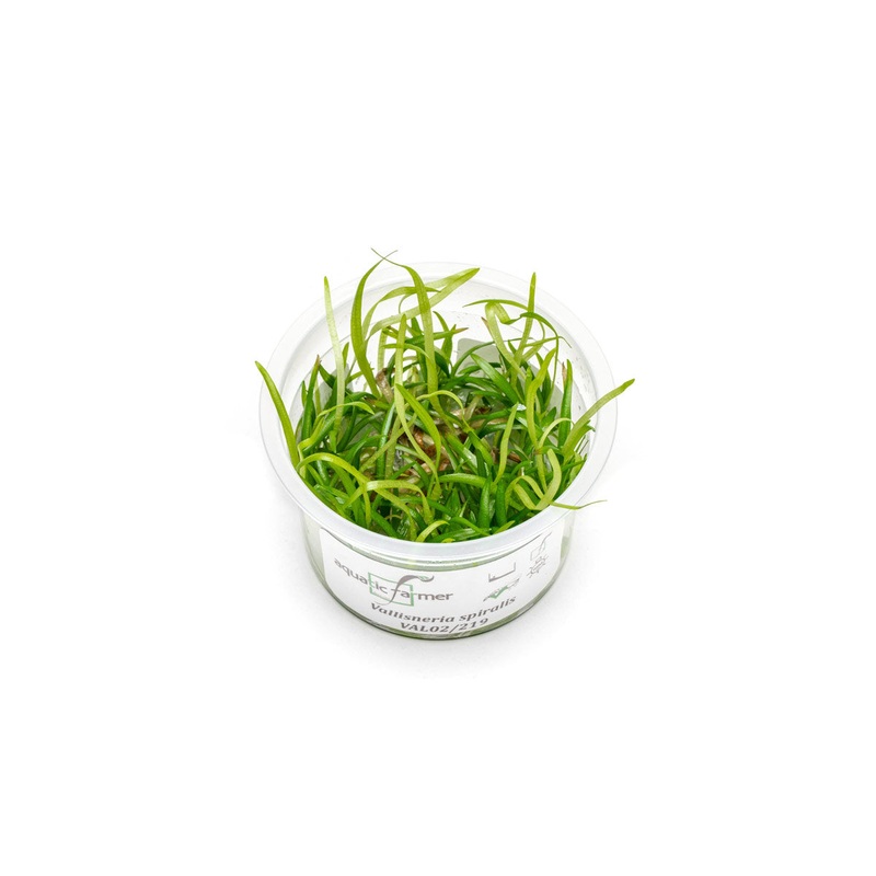 Vallisneria Spiralis Aquatic Farmer Tissue Culture