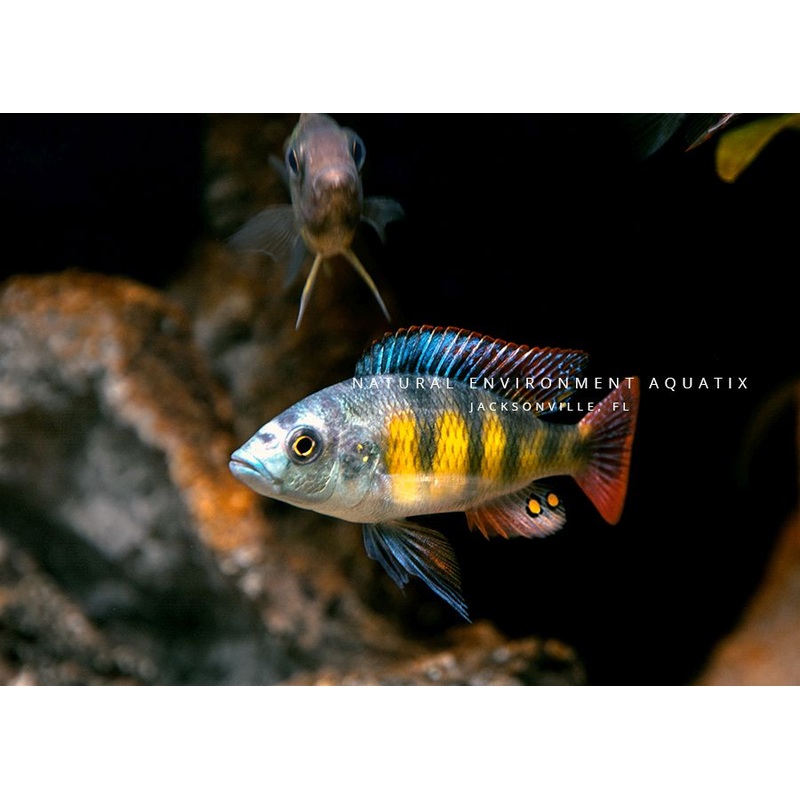 Zebra Obliquiden Cichlid