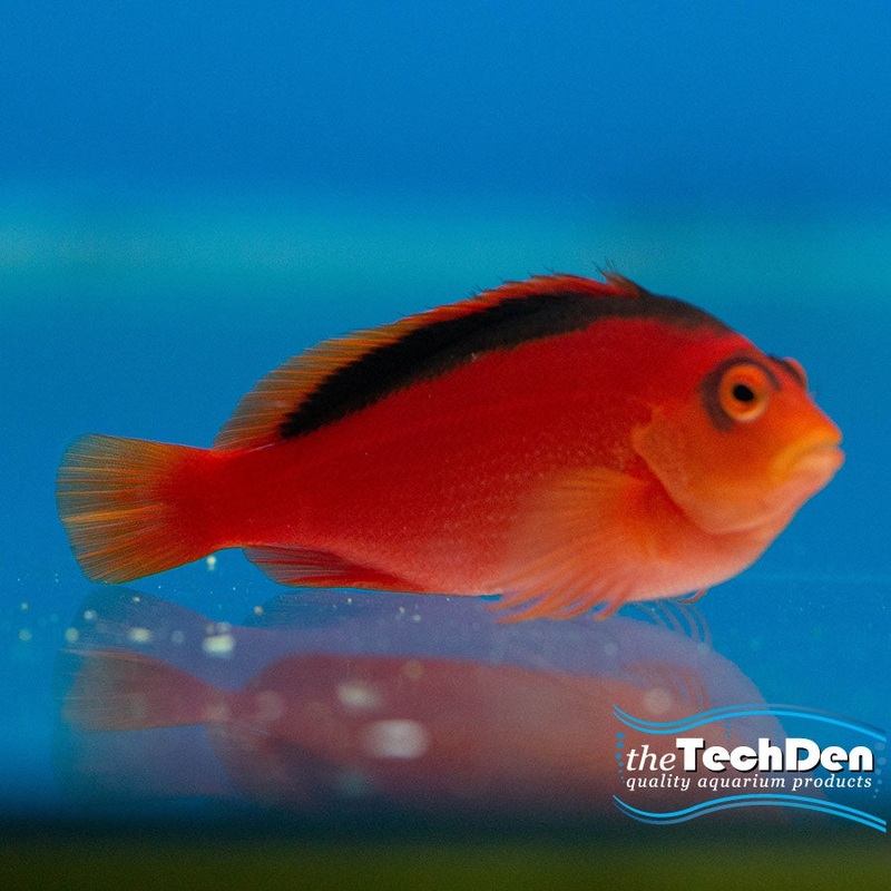 Flame Hawk – (No Online Purchases)