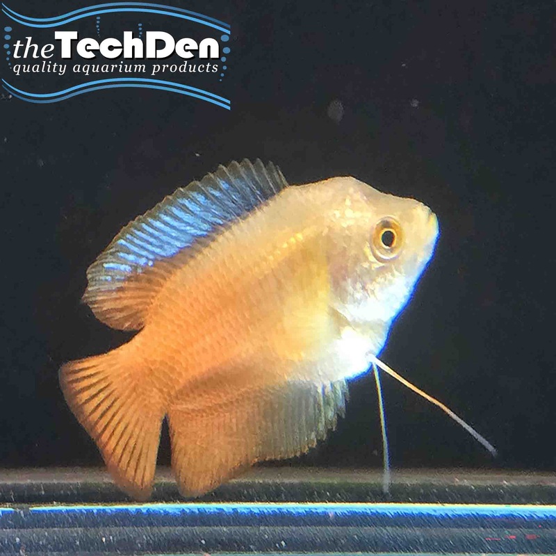 Male Flame Dwarf Gourami – (No Online Purchases)