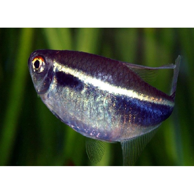 Black Neon Tetra “Hyphessobrycon herbertaxelrodi”