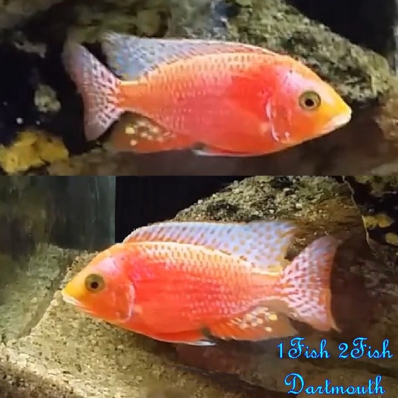 Dragon Blood Cichlid “Aulonocara sp.”