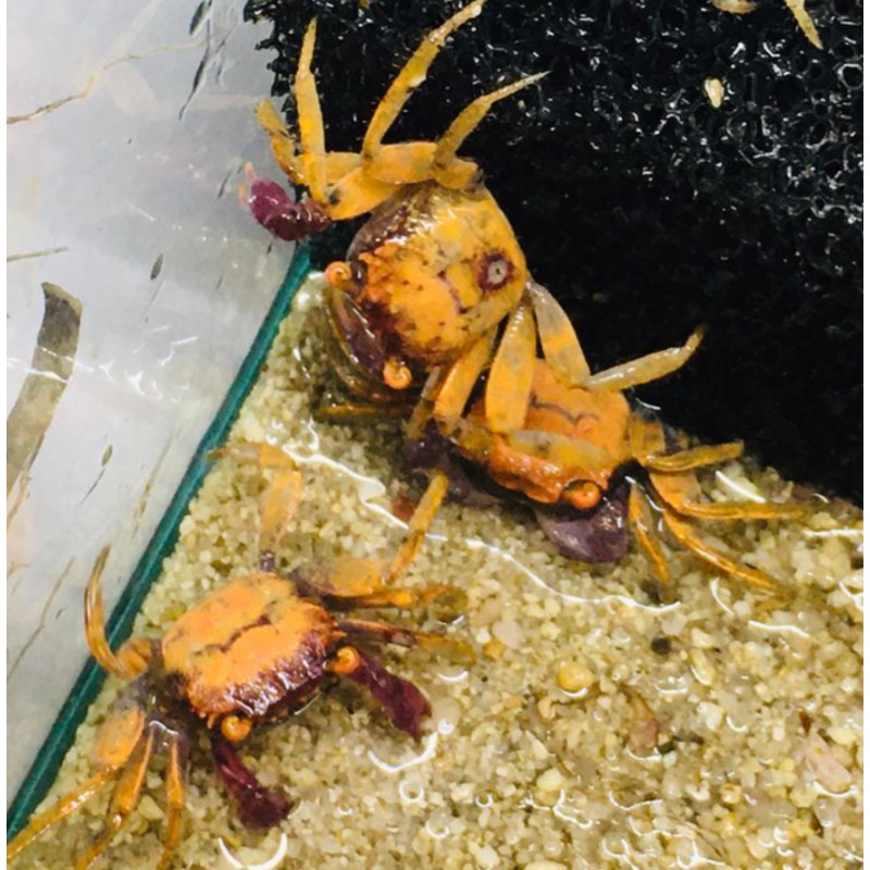 Geosesarma spp (Orange Purple Vampire Crab)