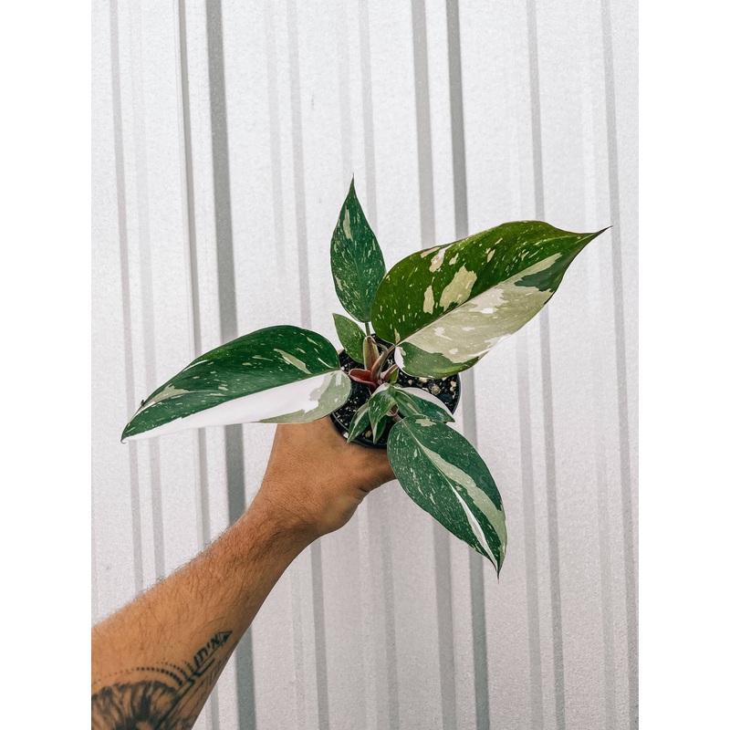 4″ Philodendron Red Anderson ‘Pink Knight’