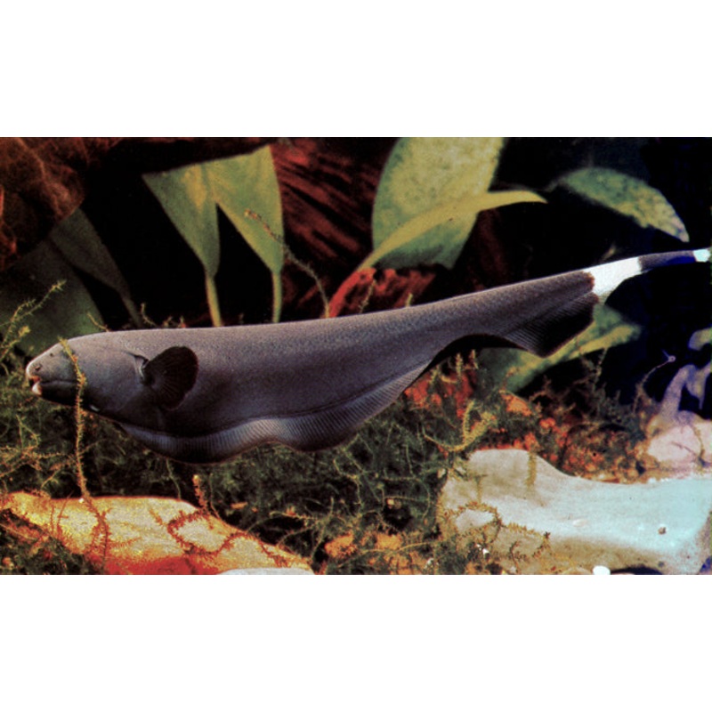 Black Ghost Knifefish “Apteronotus albifrons”