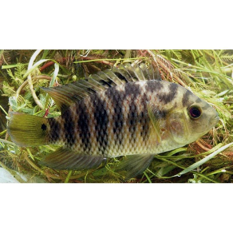Chameleon Cichlid “Australoheros facetus”