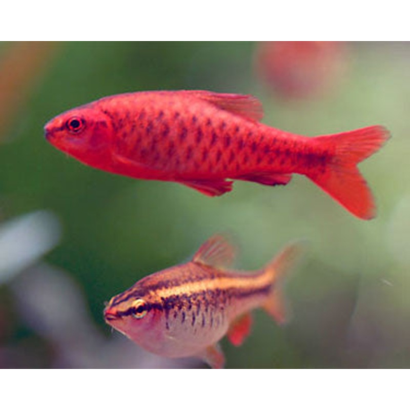 Cherry Barb “Puntius titteya”