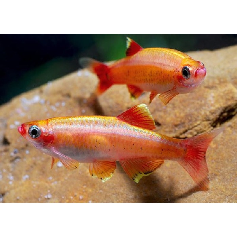 Golden White Cloud Mountain Minnow – “Tanichthys albonubes”