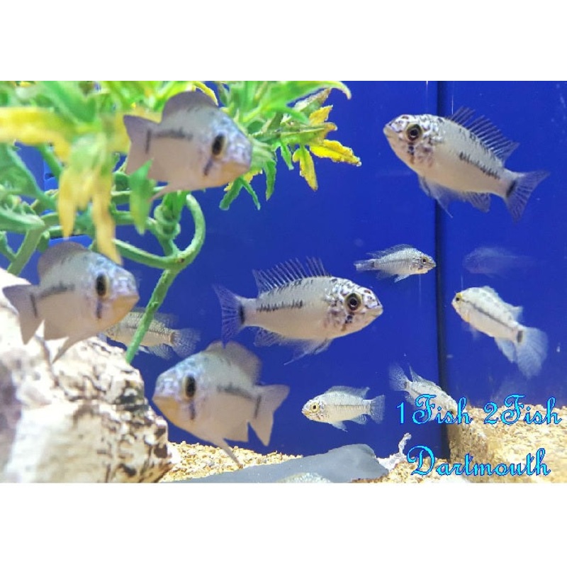 Agassiz’s Dwarf Cichlids  “Apistogramma agassizii”