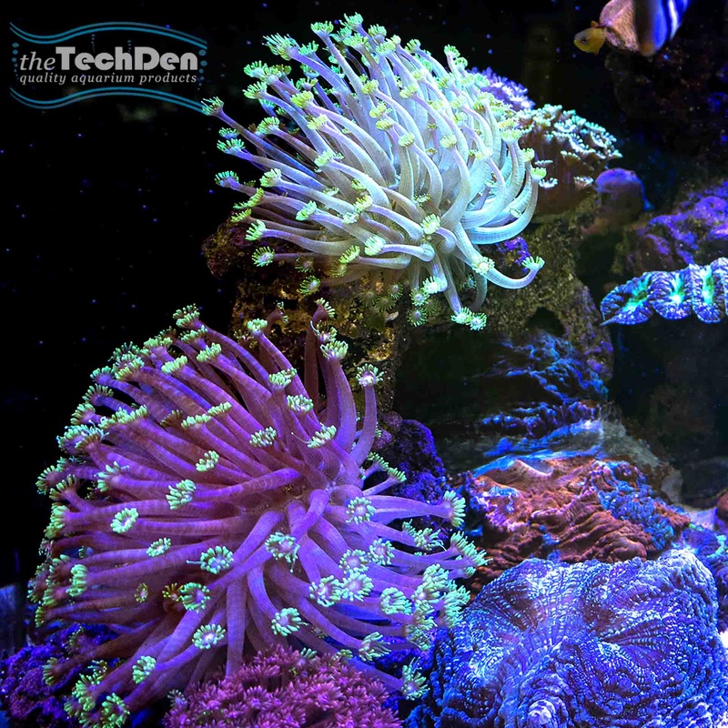 Assorted Anemones – (No Online Purchases)