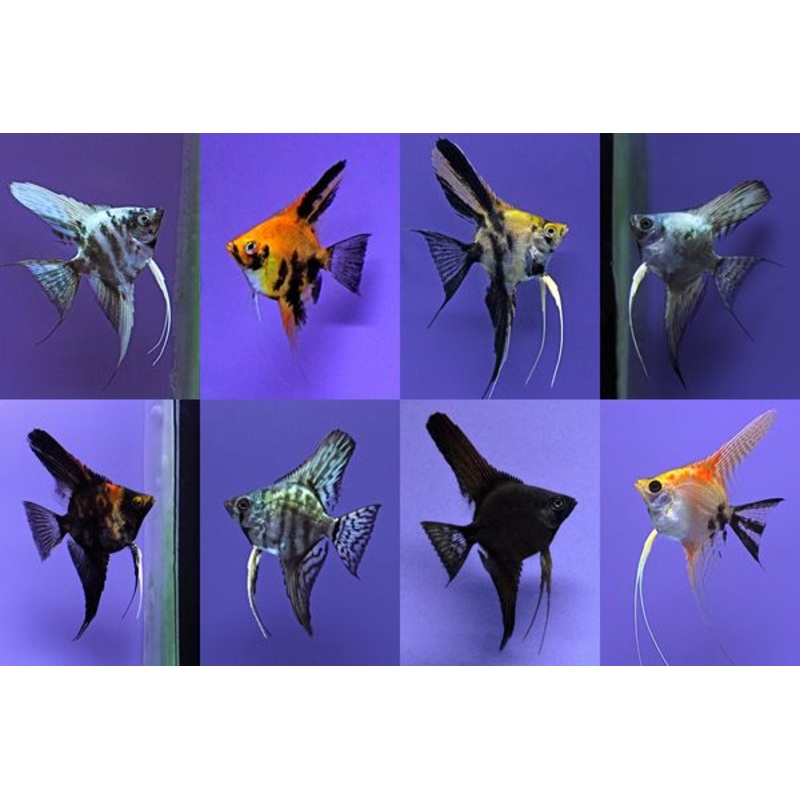 Assorted Angelfish ” Pterophyllum scalare”
