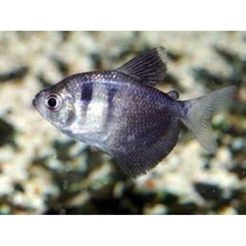 Black Skirt Tetra “Gymnocorymbus ternetzi”
