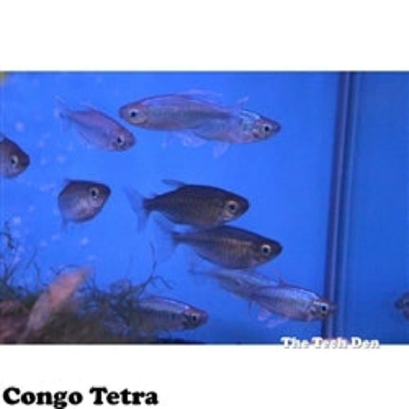 Congo Tetra Male – (No Online Purchases)