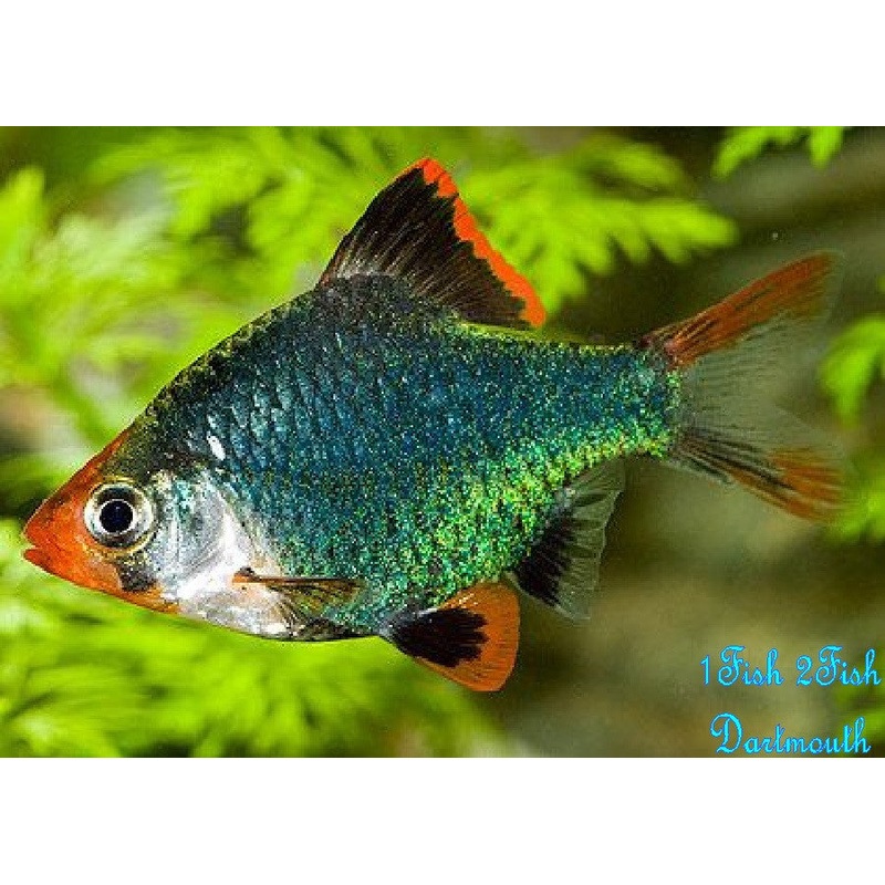 Green Tiger Barb “Puntius Tetrazona”