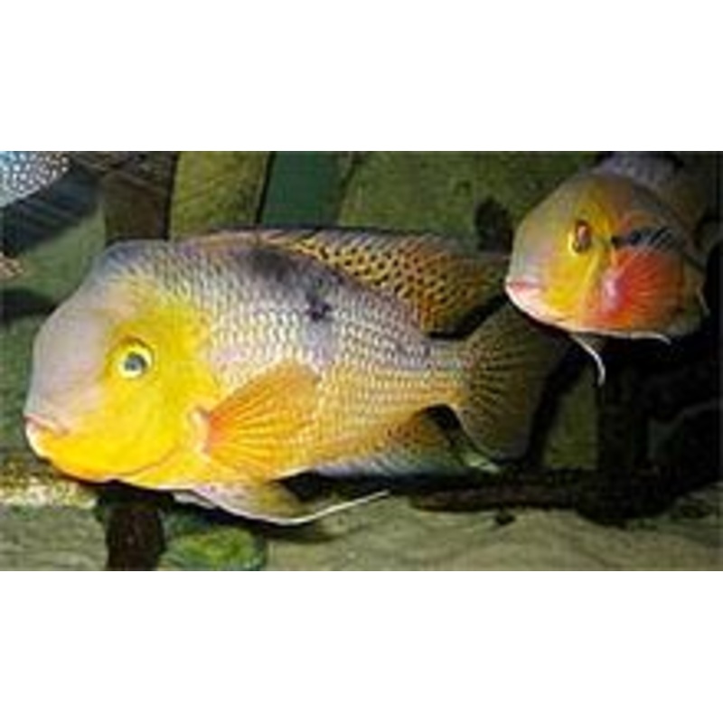 Hypsophrys Nicaraguensis