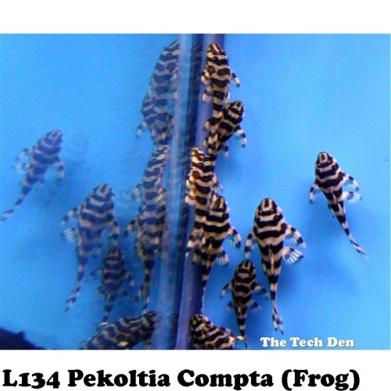 L134 Fine Line Pekoltia Compta (Leopard Frog Pleco) Catfish – (No Online Purchases)