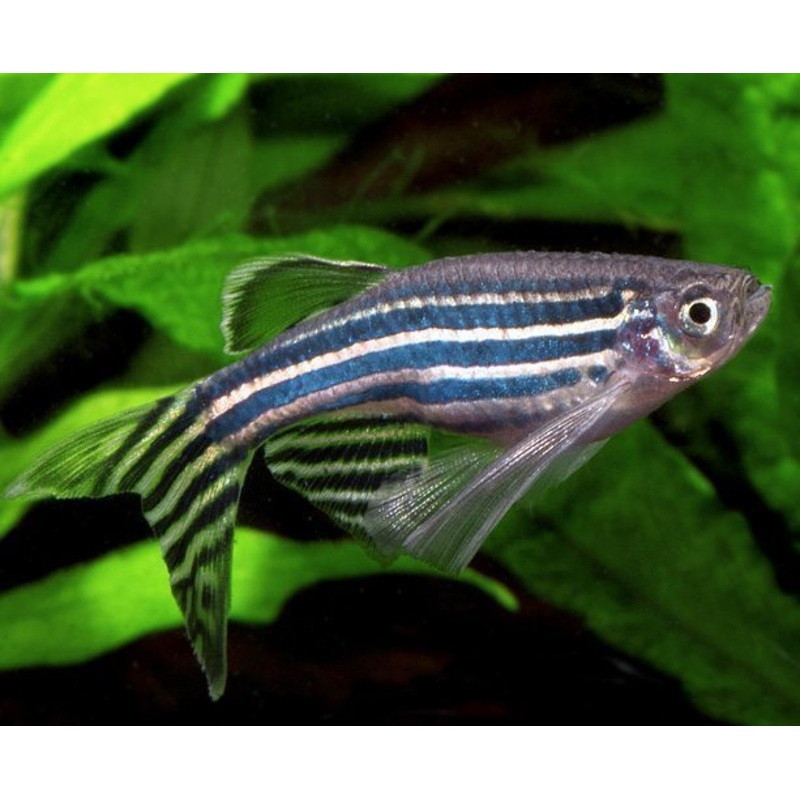 Longfin Zebra danio