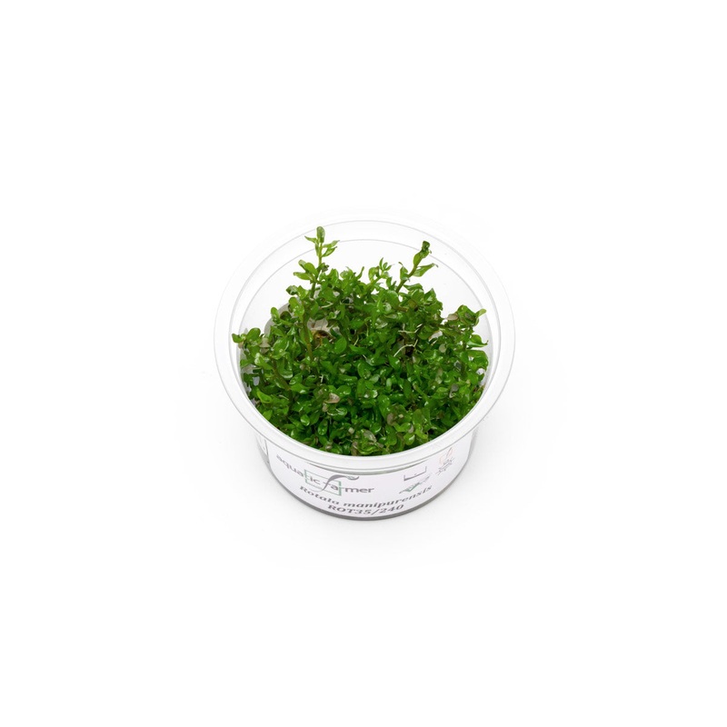 Rotala Rotundifolia Manipurensis Aquatic Farmer Tissue Culture