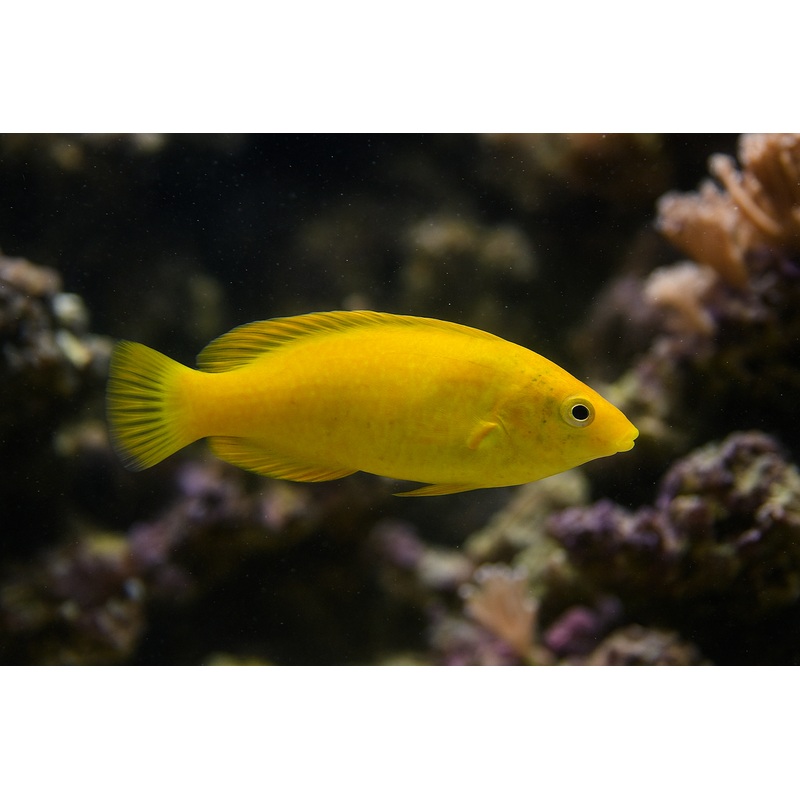 Yellow Coris Wrasse (RS)