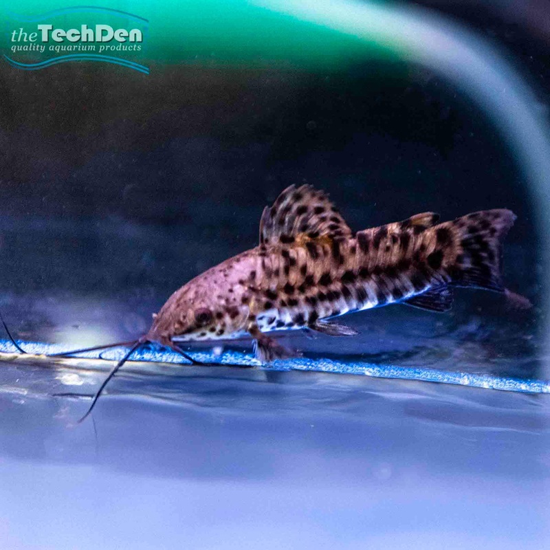 Hoplo Catfish (Megalechis thoracata) – (No Online Purchases)