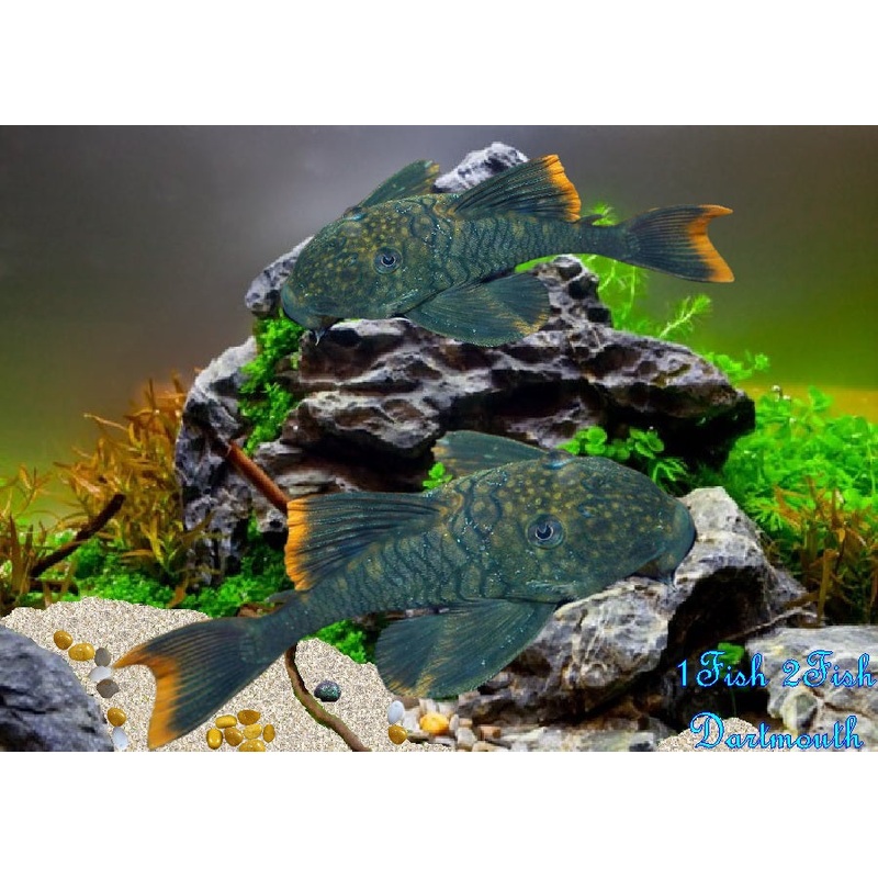 L106 – Spotted Orange Seam Pleco “Hemiancistrus guahiborum”