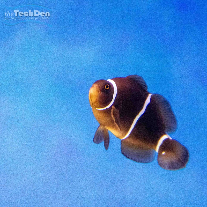 Maroon Clownfish – Premnas Biaculeatus – (No Online Purchases)