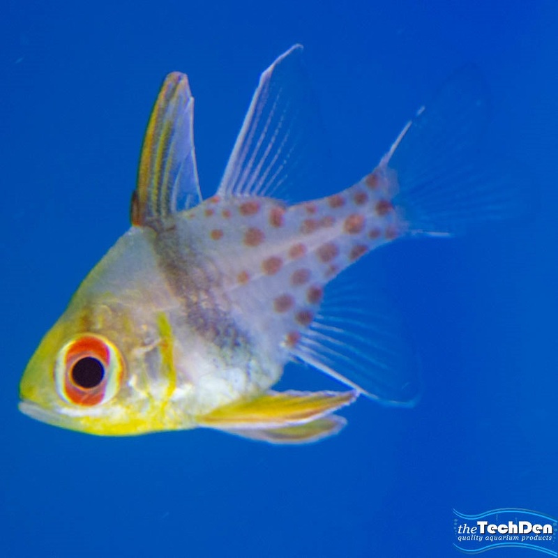 Pyjama Cardinal – (No Online Purchases)