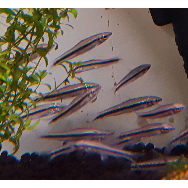 Siamese Flying Fox Shark – (No Online Purchases)