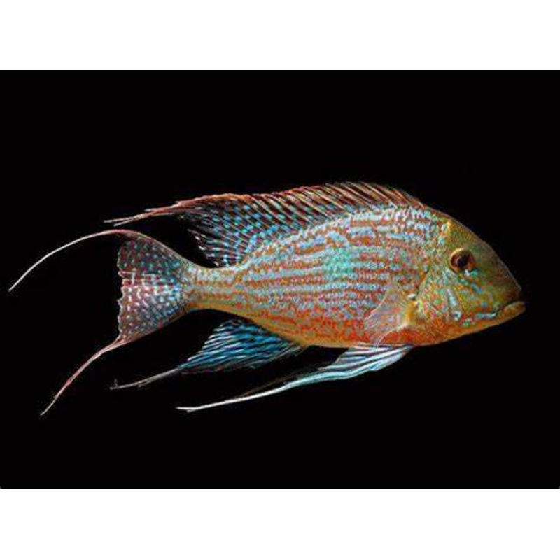 Sveni Eartheater Cichlid Parana (Geophagus sveni)