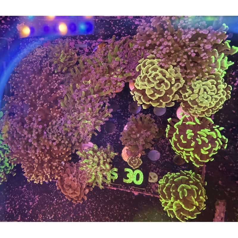 $30 Assorted Euphylia