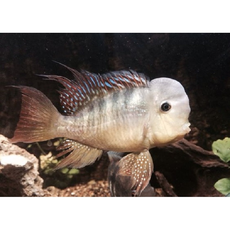 Paraguay Eartheater “Gymnogeophagus balzanii”- 2″