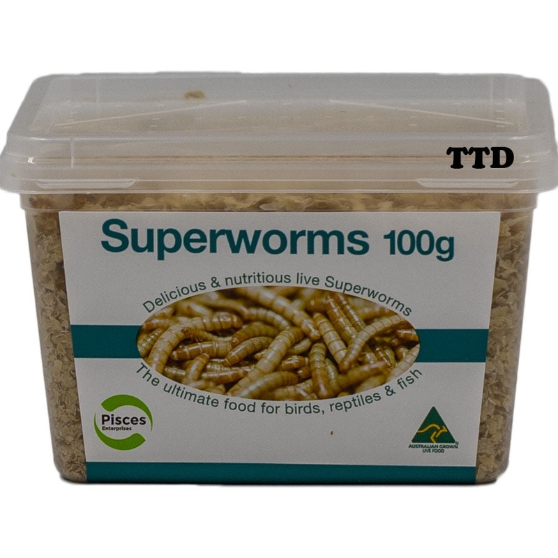 Pisces Superworms – 100g Tub – Live Food – In Store Pick Up Only