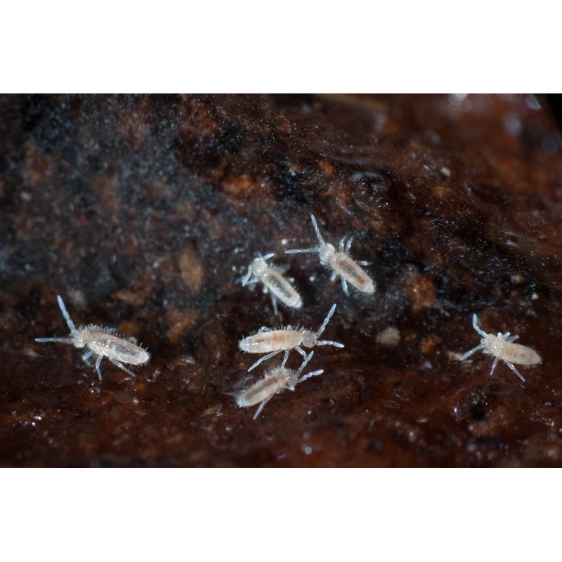 Springtail Culture