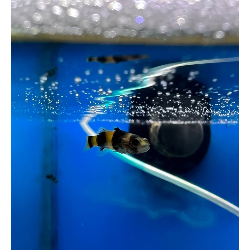 Bumble Bee Goby -(No Online Purchases)
