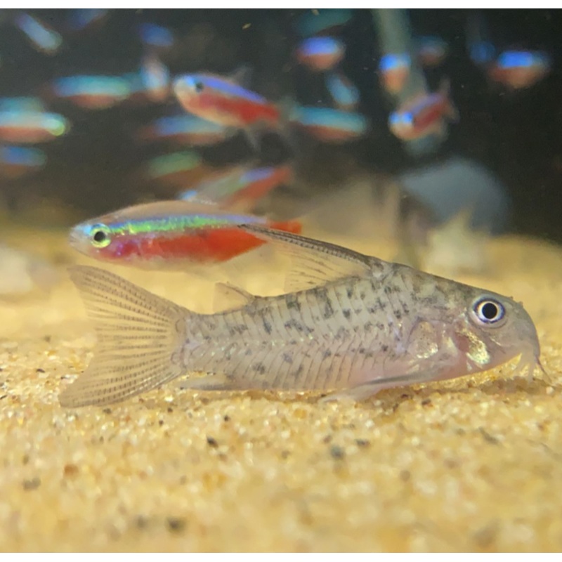 Corydoras armatus