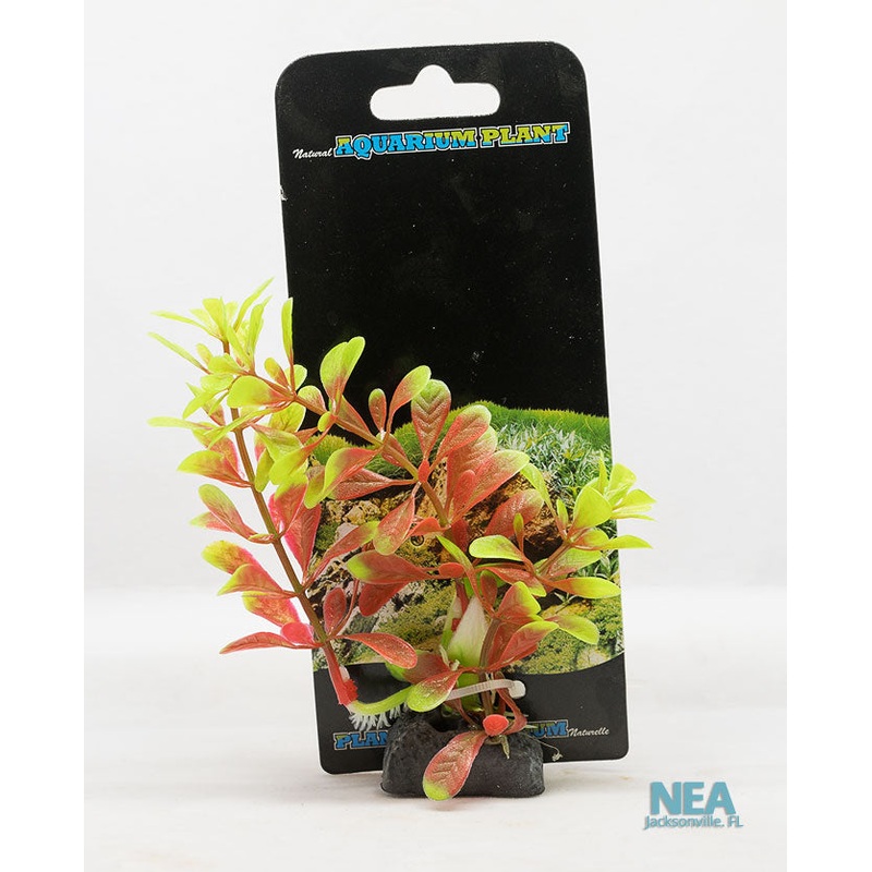 Red Ludwigia Decorative Aquarium Plant