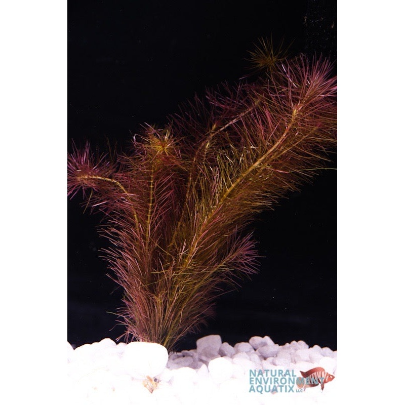 Rotala Wallichii Plant