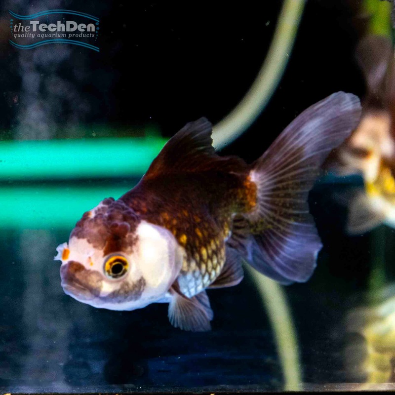 Tricolour Oranda Large – (No Online Purchases)
