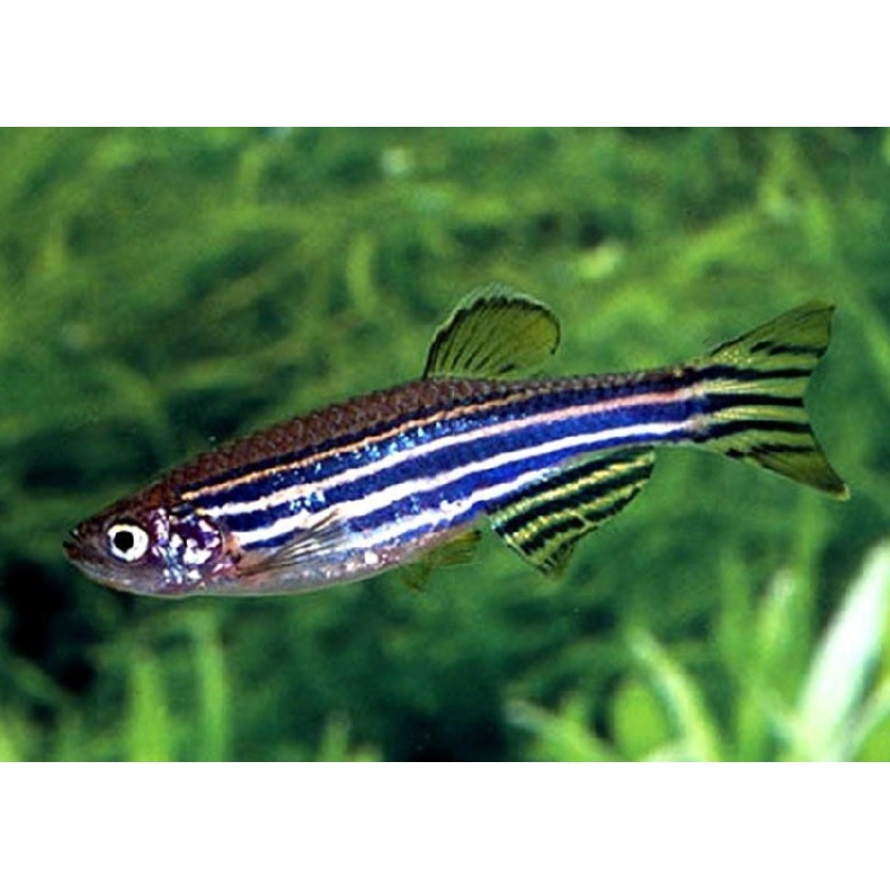 Zebra Danio “Danio rerio”