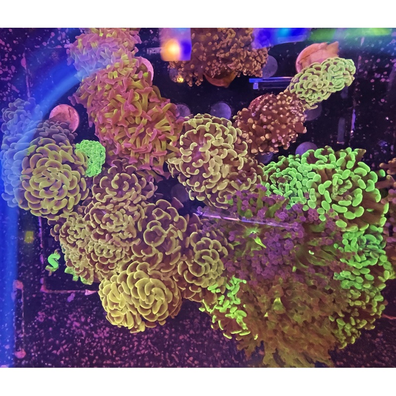 $40 Assorted Euphylia