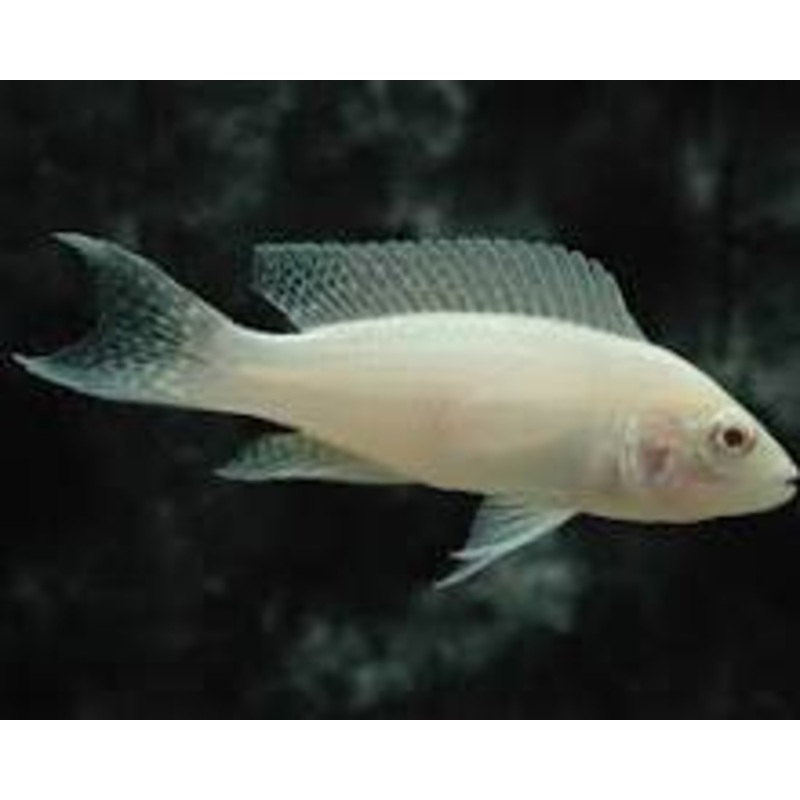Albino Brichardi Cichlid
