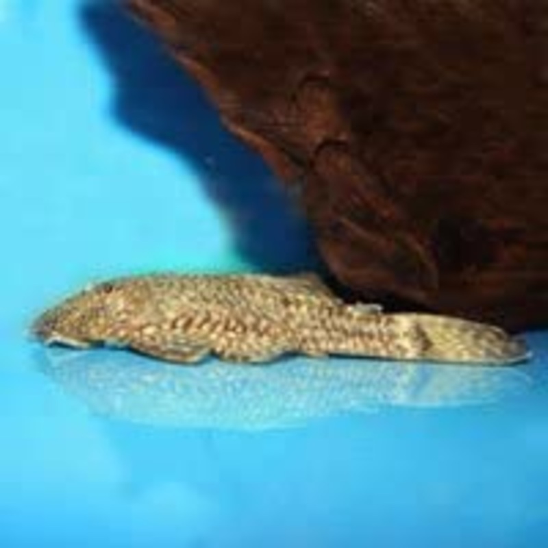 Ancistrus sp. (L149) “Cucuta Pleco”