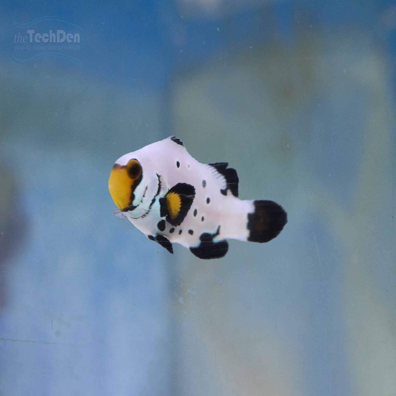 Black and White Snowflake Designer Clownfish – (No Online Purchases)